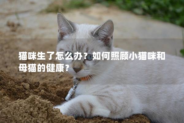 猫咪生了怎么办？如何照顾小猫咪和母猫的健康？