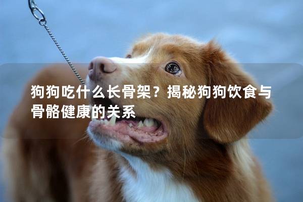 狗狗吃什么长骨架？揭秘狗狗饮食与骨骼健康的关系