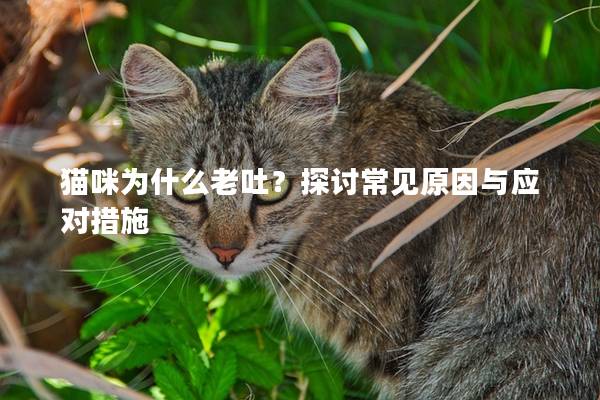 猫咪为什么老吐？探讨常见原因与应对措施