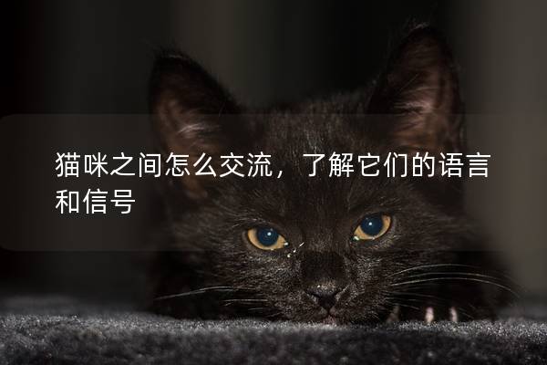 猫咪之间怎么交流，了解它们的语言和信号