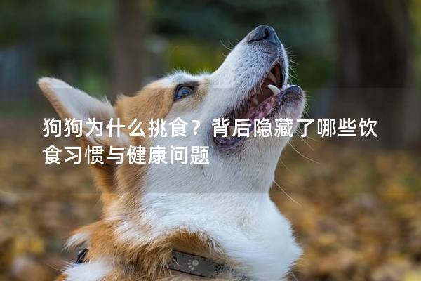 狗狗为什么挑食？背后隐藏了哪些饮食习惯与健康问题