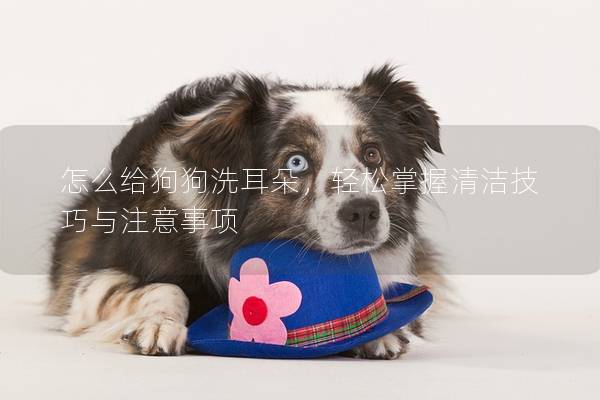 怎么给狗狗洗耳朵，轻松掌握清洁技巧与注意事项