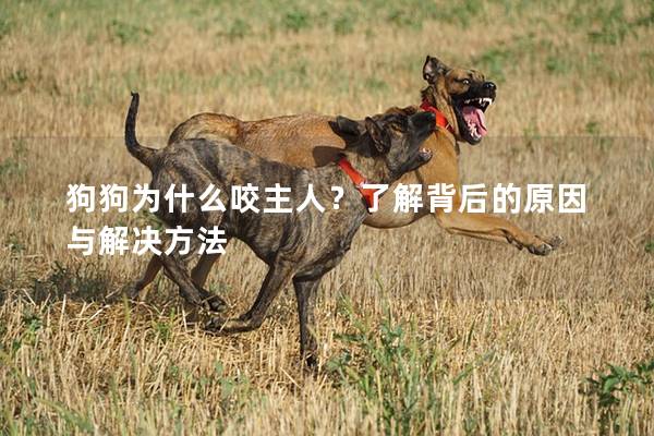 狗狗为什么咬主人？了解背后的原因与解决方法