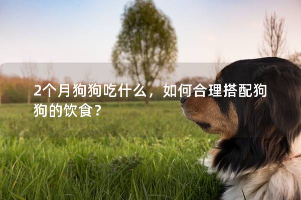 2个月狗狗吃什么，如何合理搭配狗狗的饮食？
