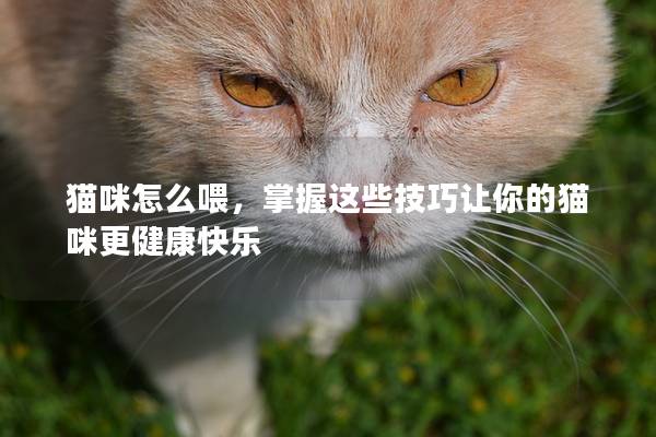 猫咪怎么喂，掌握这些技巧让你的猫咪更健康快乐