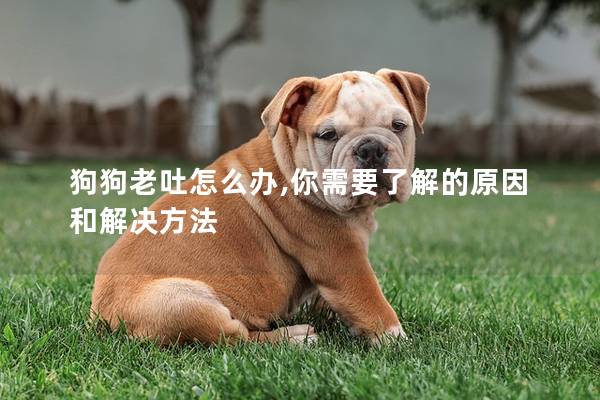 狗狗老吐怎么办,你需要了解的原因和解决方法