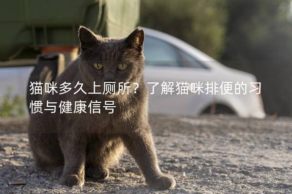 猫咪多久上厕所？了解猫咪排便的习惯与健康信号