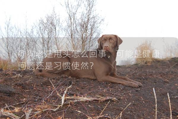 狗狗老是甩头怎么回事，可能是健康问题还是习惯使然？