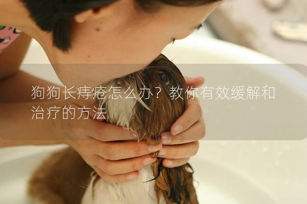 狗狗长痔疮怎么办?教你有效缓解和治疗的方法 狗狗长痔疮怎么办?教你有效缓解和治疗的方法