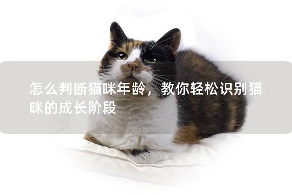 怎么判断猫咪年龄，教你轻松识别猫咪的成长阶段