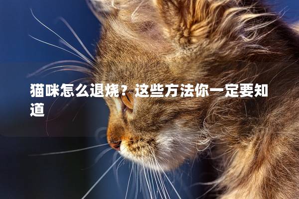 猫咪怎么退烧？这些方法你一定要知道