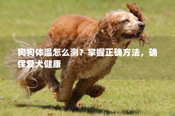 狗狗体温怎么测？掌握正确方法，确保爱犬健康