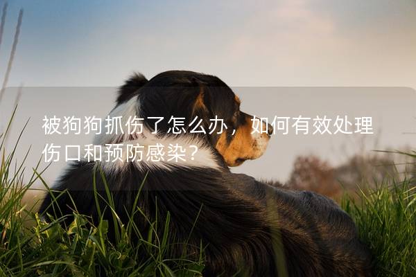 被狗狗抓伤了怎么办，如何有效处理伤口和预防感染？
