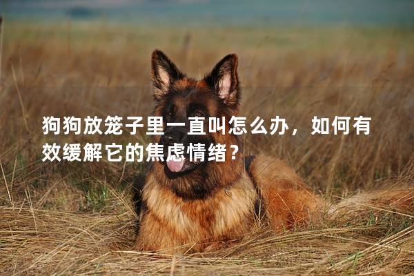 狗狗放笼子里一直叫怎么办，如何有效缓解它的焦虑情绪？