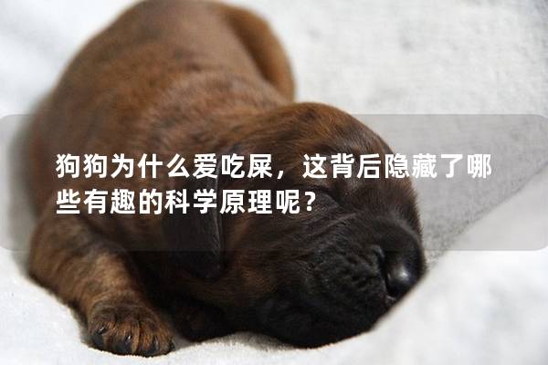 狗狗为什么爱吃屎，这背后隐藏了哪些有趣的科学原理呢？