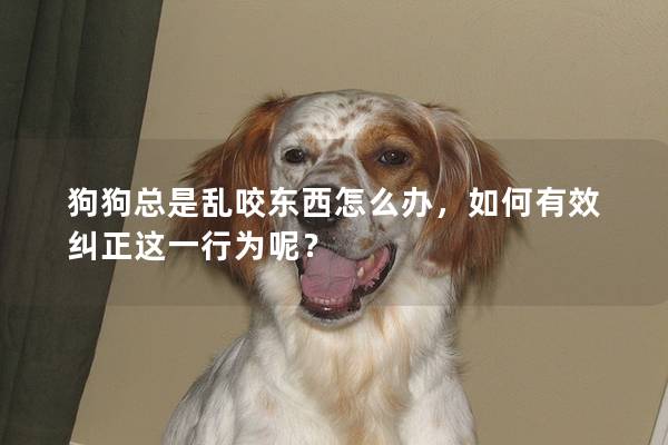 狗狗总是乱咬东西怎么办，如何有效纠正这一行为呢？