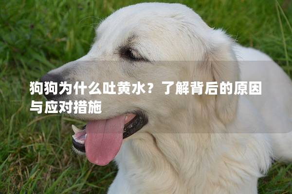 狗狗为什么吐黄水？了解背后的原因与应对措施