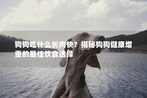 狗狗吃什么长肉快？揭秘狗狗健康增重的最佳饮食选择