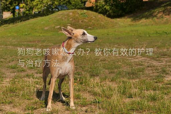 狗狗老咳嗽怎么办？教你有效的护理与治疗方法