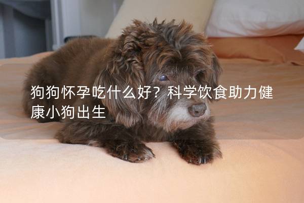 狗狗怀孕吃什么好？科学饮食助力健康小狗出生