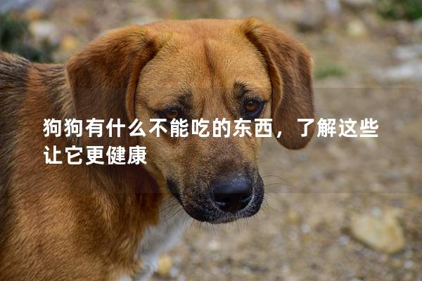 狗狗有什么不能吃的东西，了解这些让它更健康