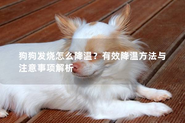 狗狗发烧怎么降温？有效降温方法与注意事项解析