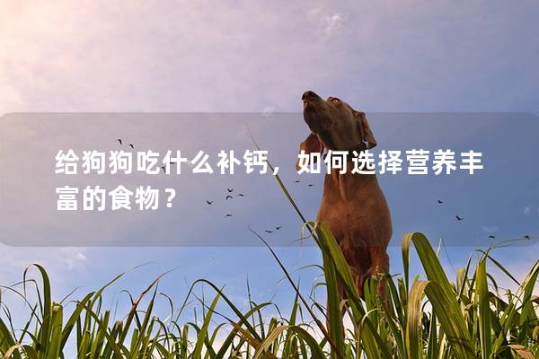 给狗狗吃什么补钙，如何选择营养丰富的食物？