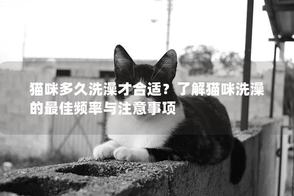 猫咪多久洗澡才合适？了解猫咪洗澡的最佳频率与注意事项