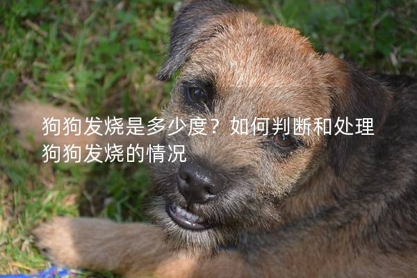 狗狗发烧是多少度？如何判断和处理狗狗发烧的情况