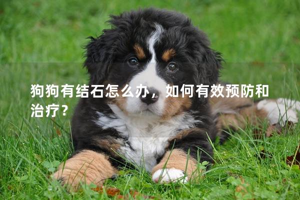 狗狗有结石怎么办，如何有效预防和治疗？