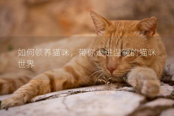 如何领养猫咪，带你走进温暖的猫咪世界