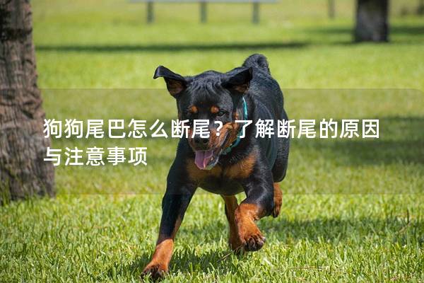 狗狗尾巴怎么断尾？了解断尾的原因与注意事项