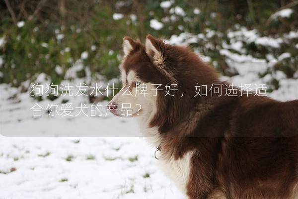 狗狗洗发水什么牌子好，如何选择适合你爱犬的产品？