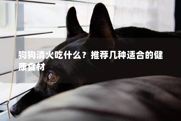 狗狗清火吃什么？推荐几种适合的健康食材
