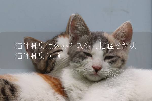 猫咪脚臭怎么办？教你几招轻松解决猫咪脚臭问题
