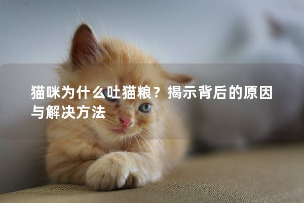猫咪为什么吐猫粮？揭示背后的原因与解决方法