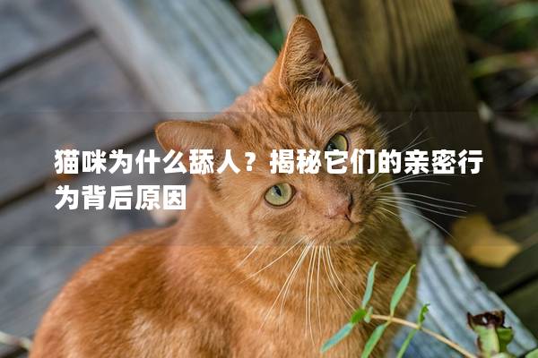 猫咪为什么舔人？揭秘它们的亲密行为背后原因
