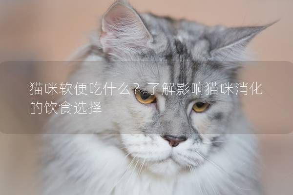 猫咪软便吃什么？了解影响猫咪消化的饮食选择