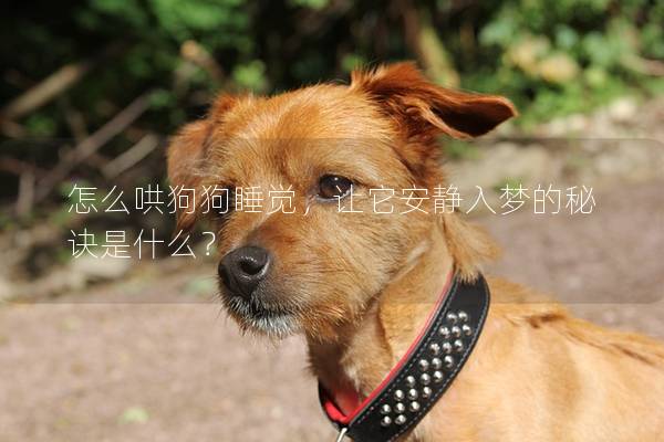 怎么哄狗狗睡觉，让它安静入梦的秘诀是什么？