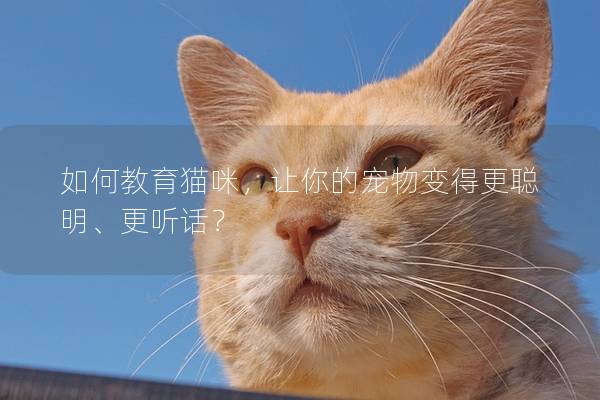 如何教育猫咪，让你的宠物变得更聪明、更听话？