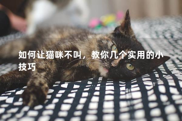 如何让猫咪不叫，教你几个实用的小技巧