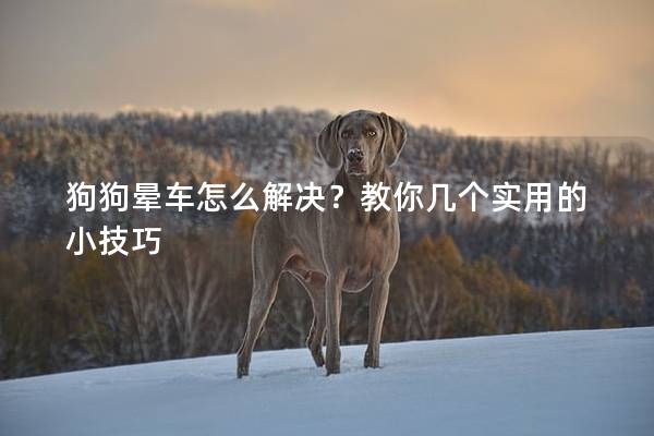狗狗晕车怎么解决？教你几个实用的小技巧