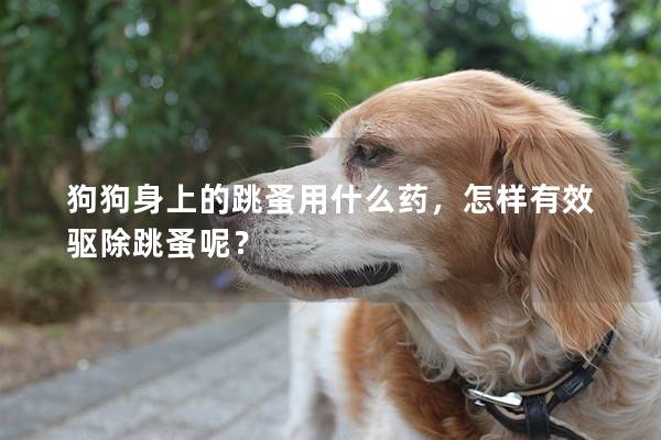 狗狗身上的跳蚤用什么药，怎样有效驱除跳蚤呢？