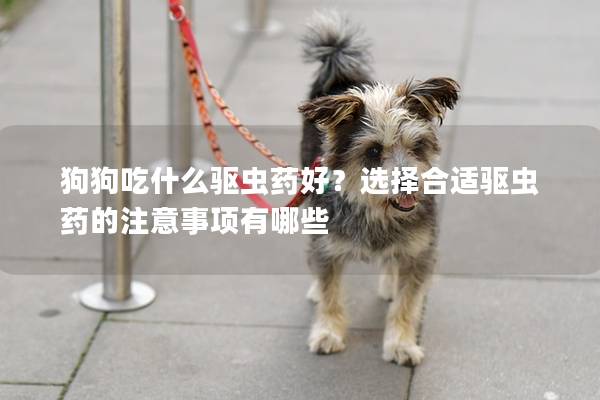 狗狗吃什么驱虫药好？选择合适驱虫药的注意事项有哪些