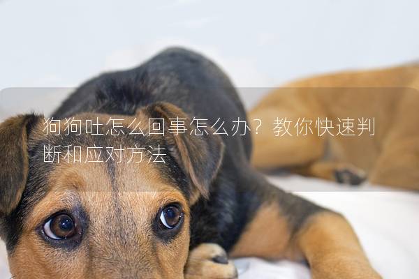 狗狗吐怎么回事怎么办？教你快速判断和应对方法