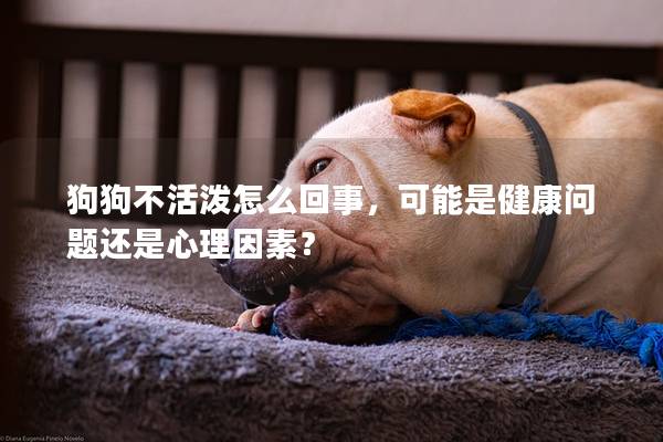 狗狗不活泼怎么回事，可能是健康问题还是心理因素？