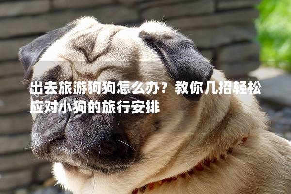 出去旅游狗狗怎么办？教你几招轻松应对小狗的旅行安排
