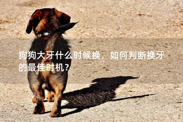 狗狗大牙什么时候换，如何判断换牙的最佳时机？