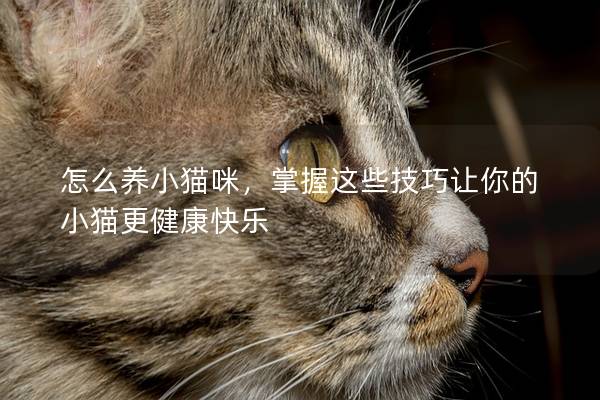 怎么养小猫咪，掌握这些技巧让你的小猫更健康快乐