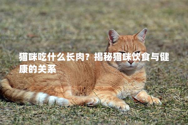 猫咪吃什么长肉？揭秘猫咪饮食与健康的关系
